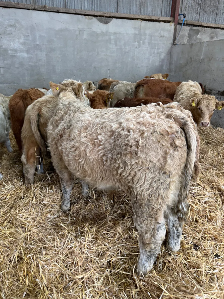 Charolais and lim bulls - Image 2