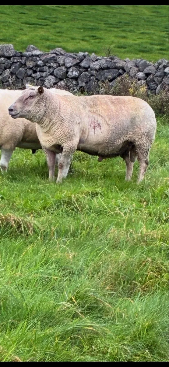 Charollais ram - Image 1