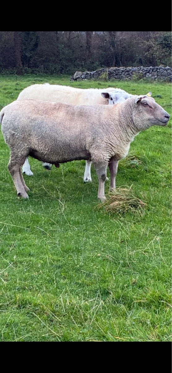 Charollais ram - Image 2