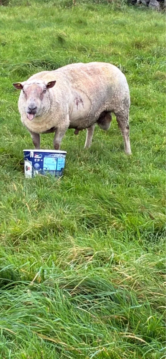 Charollais ram - Image 3