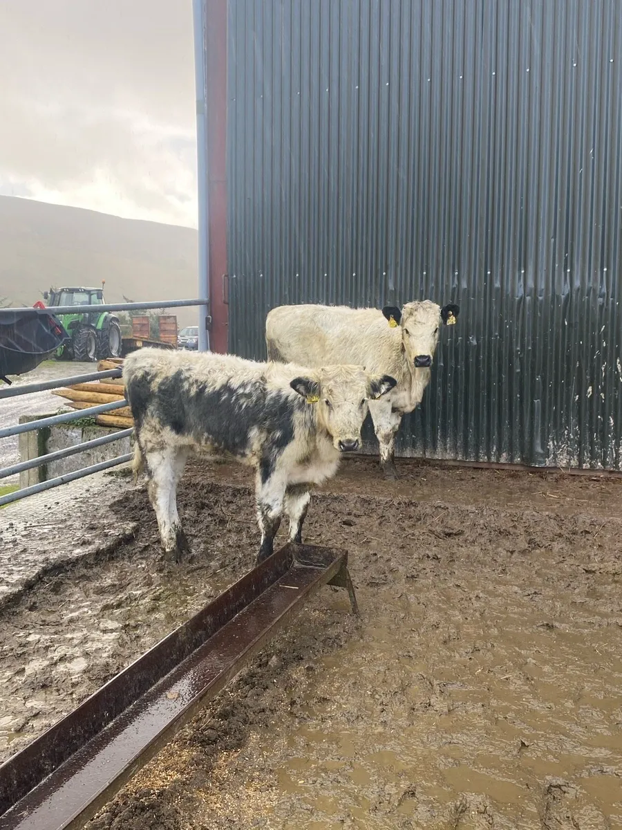 Lovely colored heifers for sale - Image 1