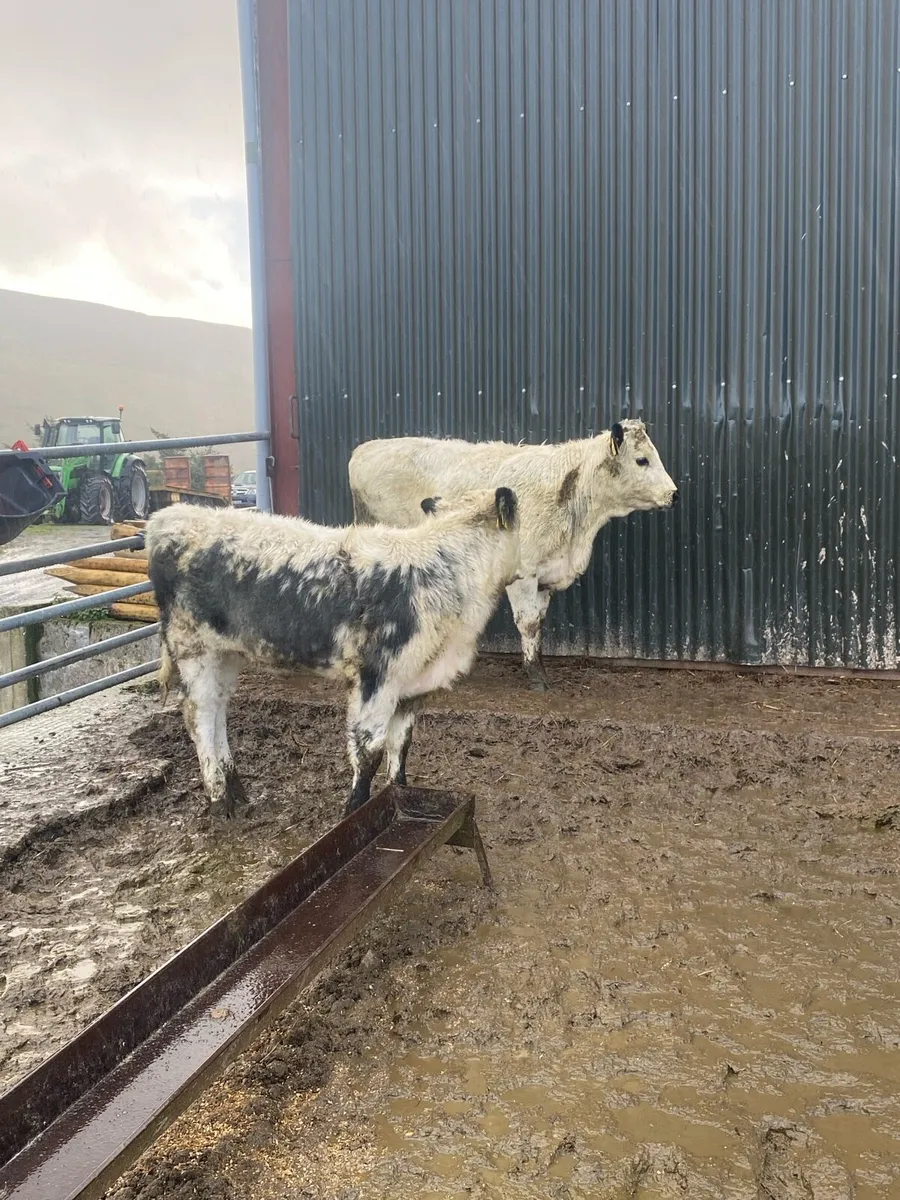 Lovely colored heifers for sale - Image 2