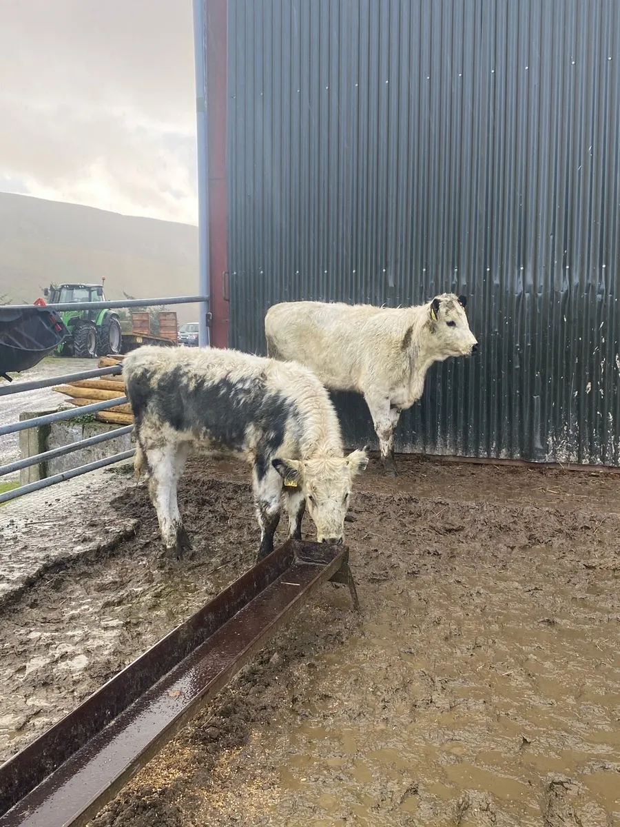 Lovely colored heifers for sale - Image 3