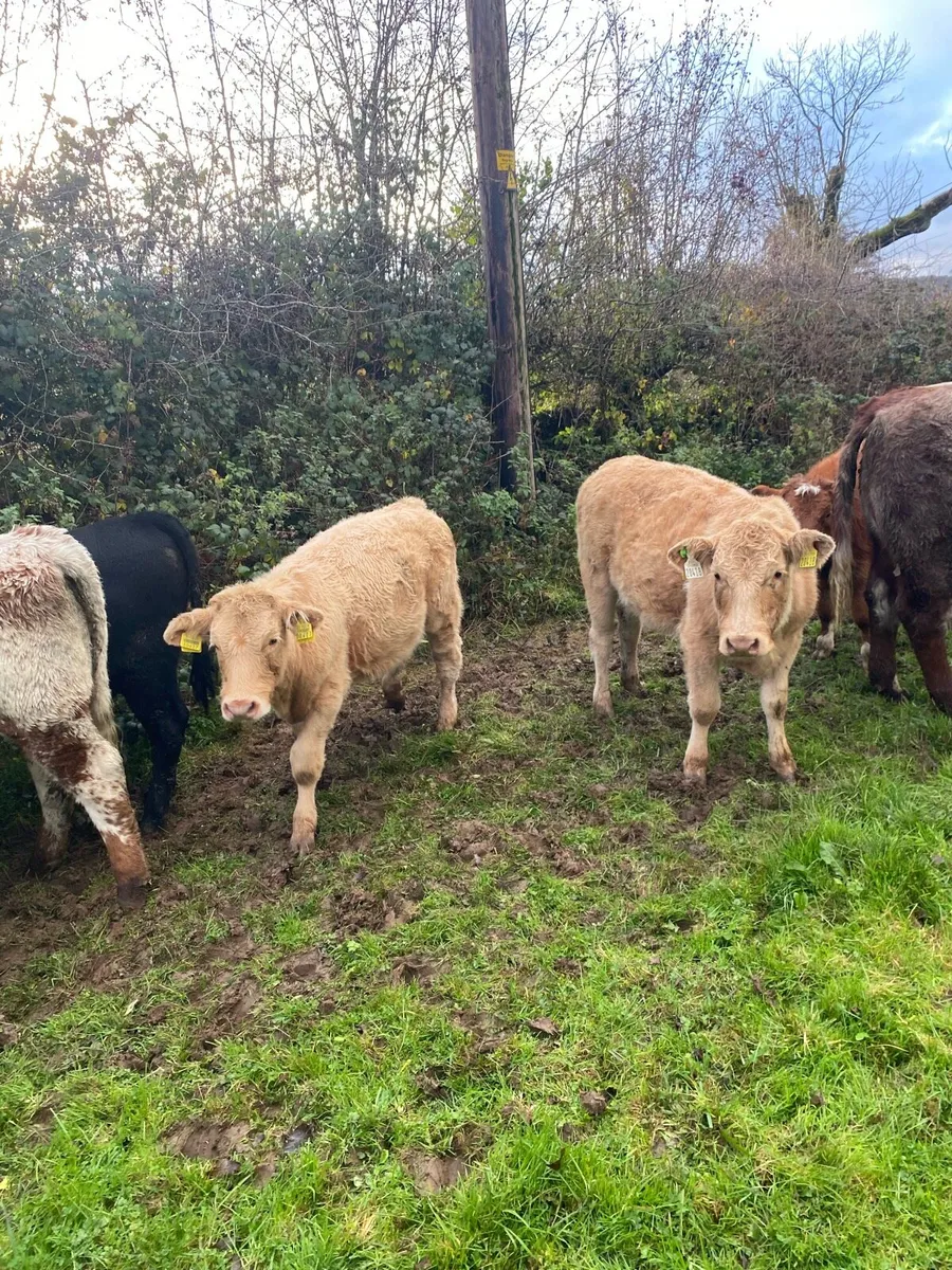 Lovely colored heifers for sale - Image 4
