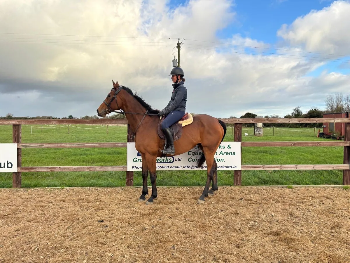Fun, safe 13yo thoroughbred gelding - Image 3