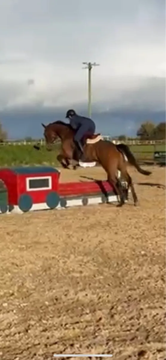Fun, safe 13yo thoroughbred gelding - Image 4