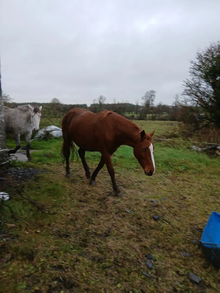 Horses - Image 1