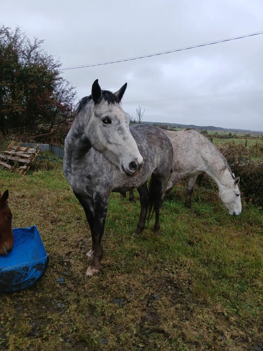 Horses - Image 2