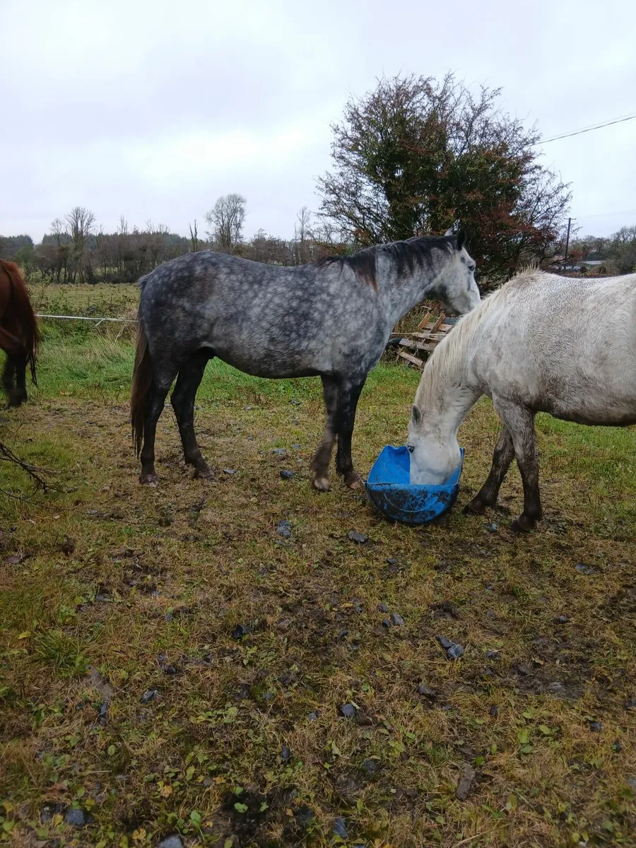 Horses - Image 3