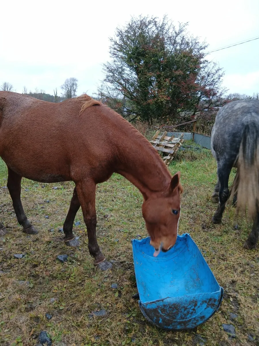 Horses - Image 4