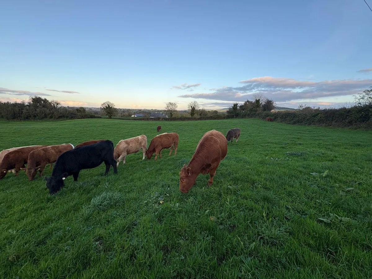 In Calf 4 & 5 Star Stabiliser Cross Heifers - Image 1