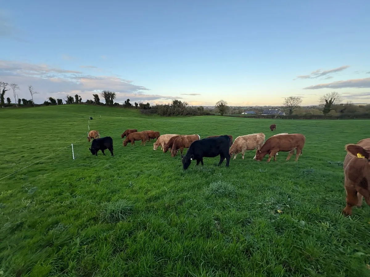 In Calf 4 & 5 Star Stabiliser Cross Heifers - Image 2