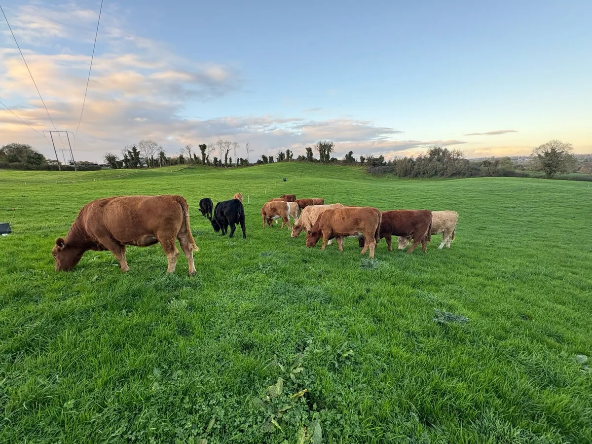 In Calf 4 & 5 Star Stabiliser Cross Heifers - Image 3
