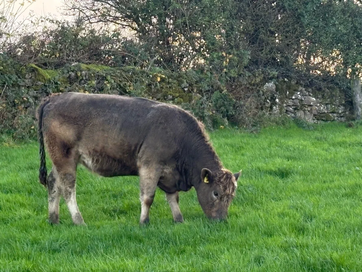 In Calf 4 & 5 Star Stabiliser Cross Heifers - Image 4