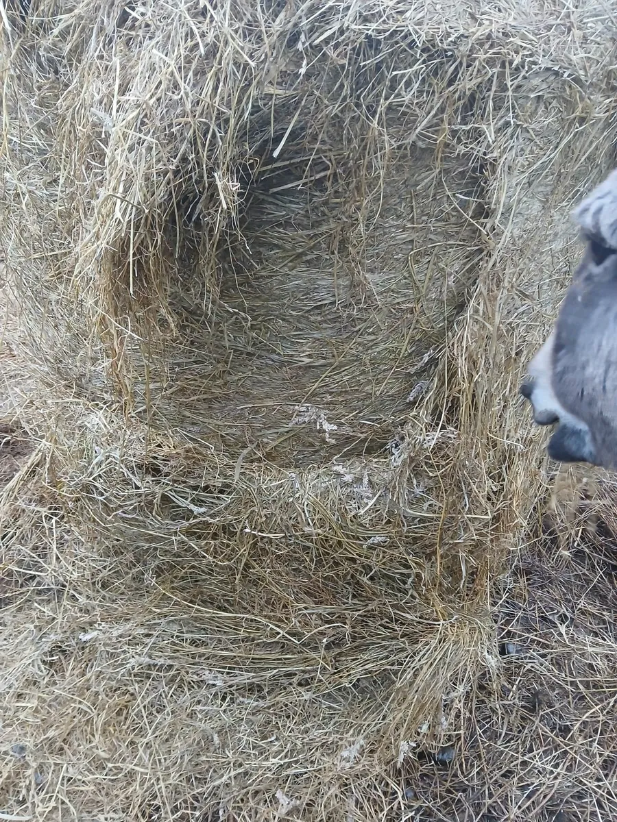QUALITY  ROUND  BALES - Image 1