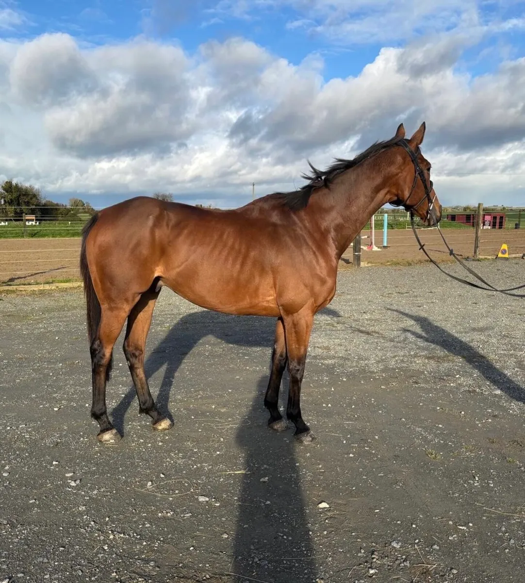 Fun, safe 13yo thoroughbred gelding - Image 1