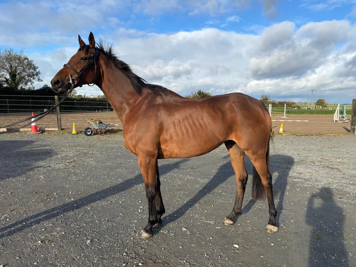 Fun, safe 13yo thoroughbred gelding - Image 2
