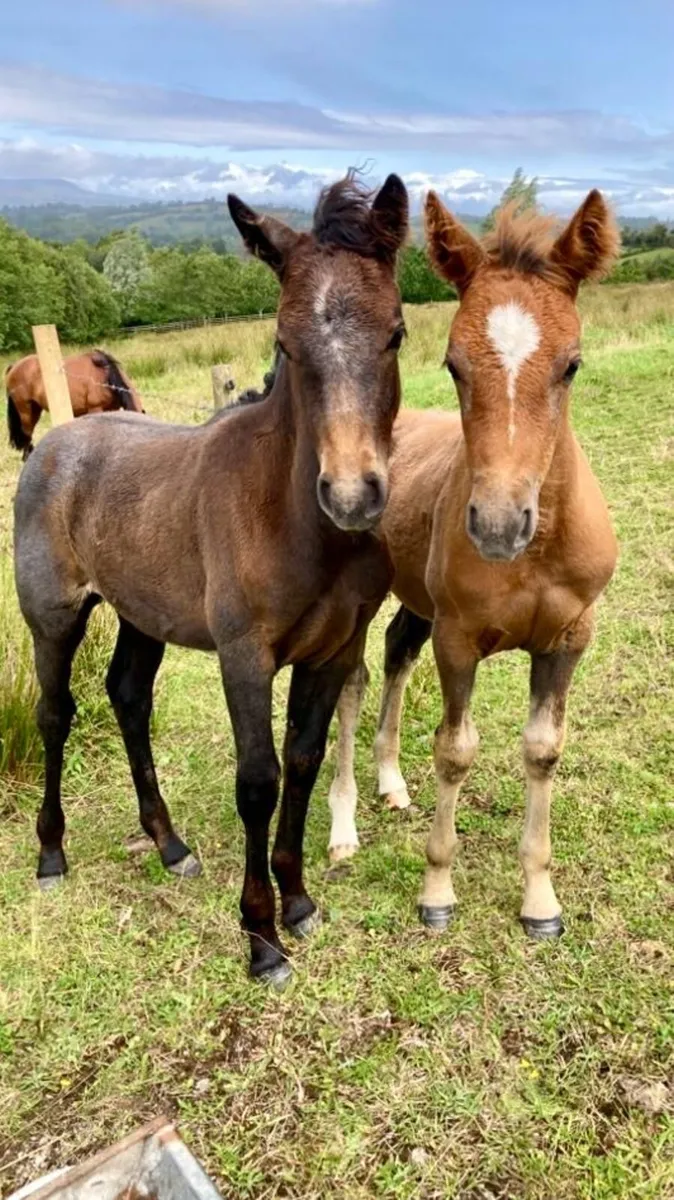 2 Connemara Filly Foals FOR SALE - Image 1