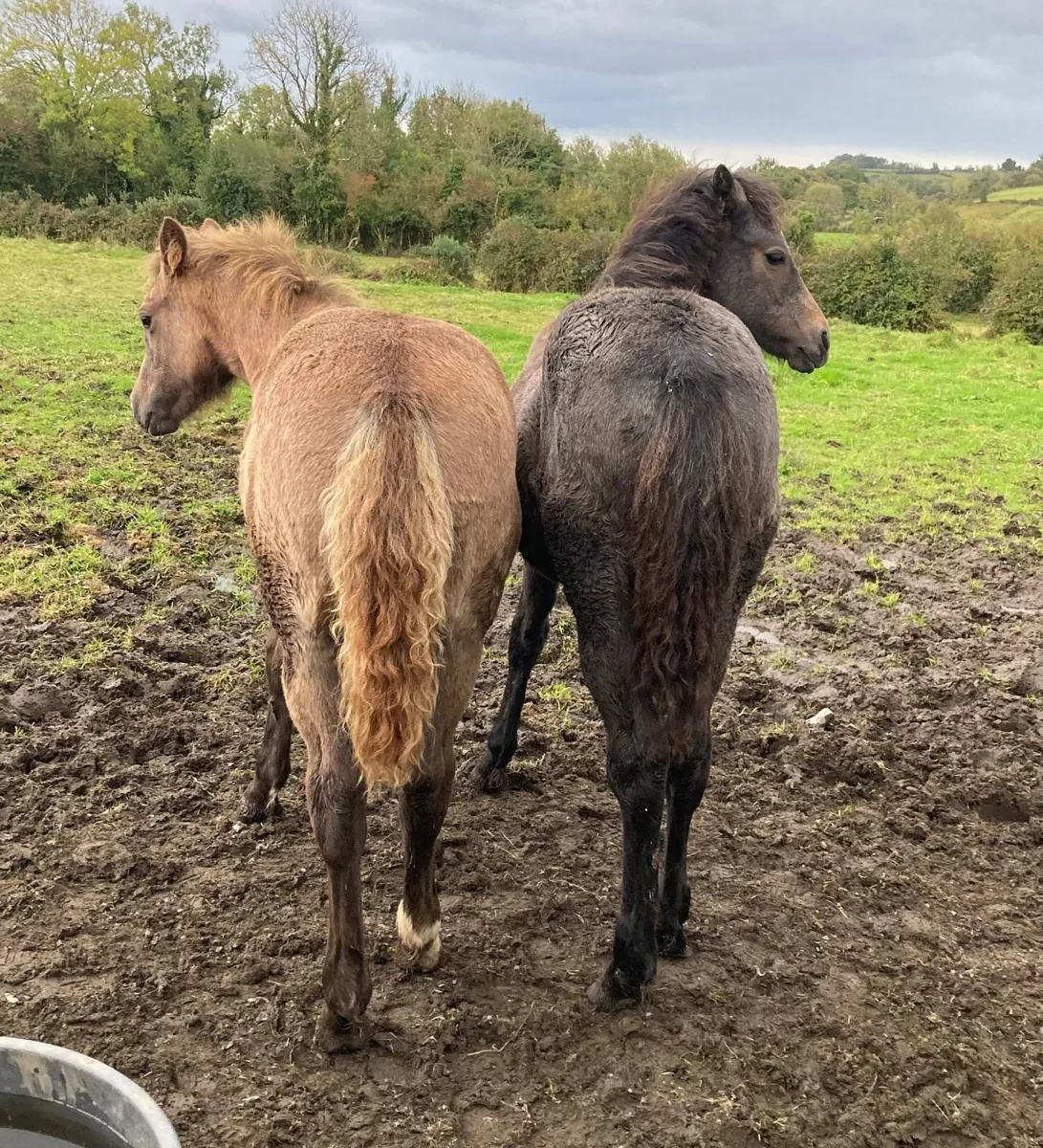 2 Connemara Filly Foals FOR SALE - Image 2