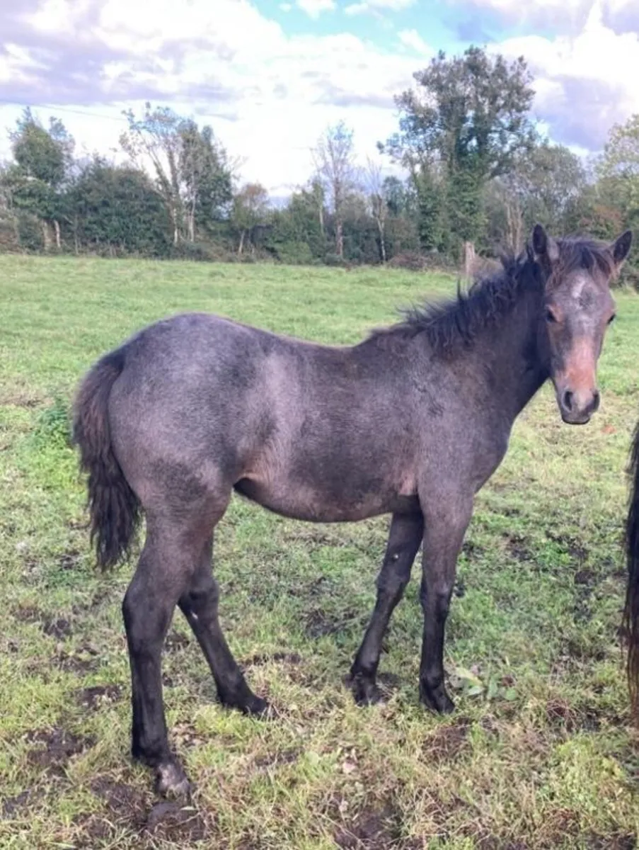 2 Connemara Filly Foals FOR SALE - Image 3