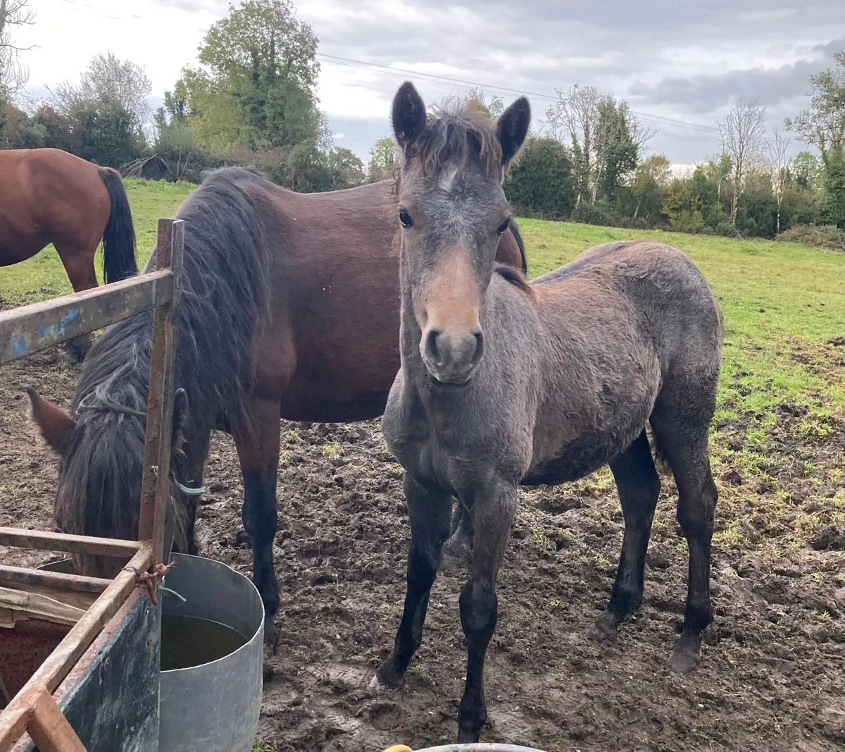 2 Connemara Filly Foals FOR SALE - Image 4