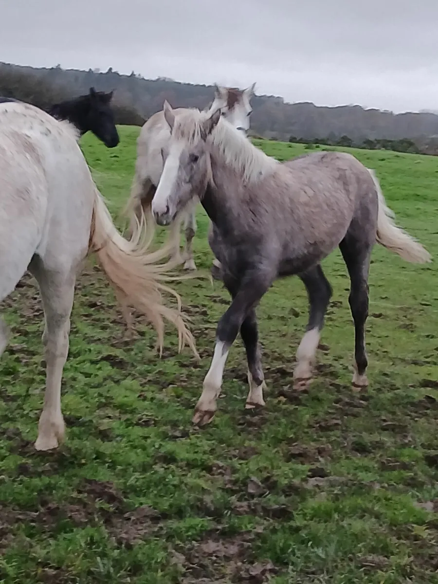 Foals - Image 2
