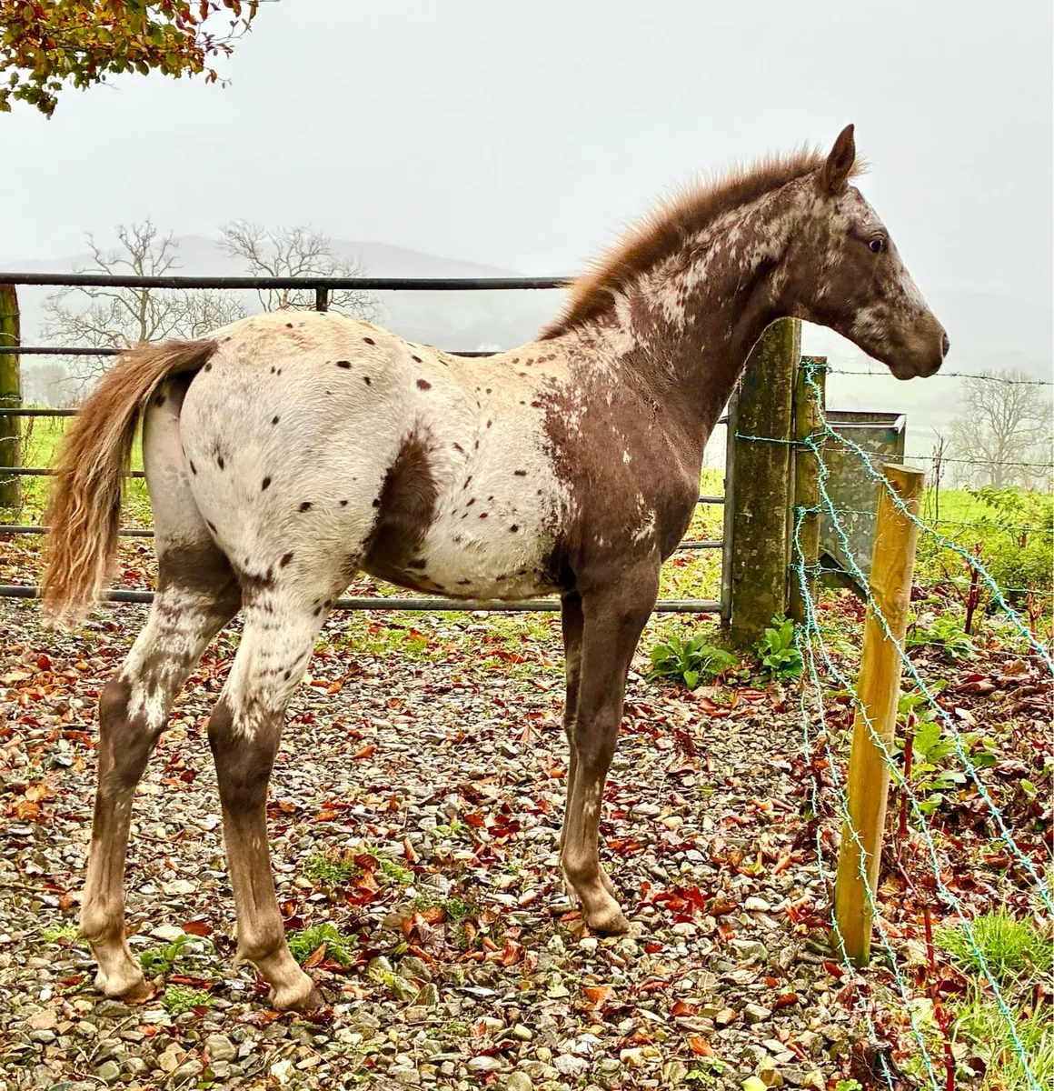 Colt Foal - Image 1