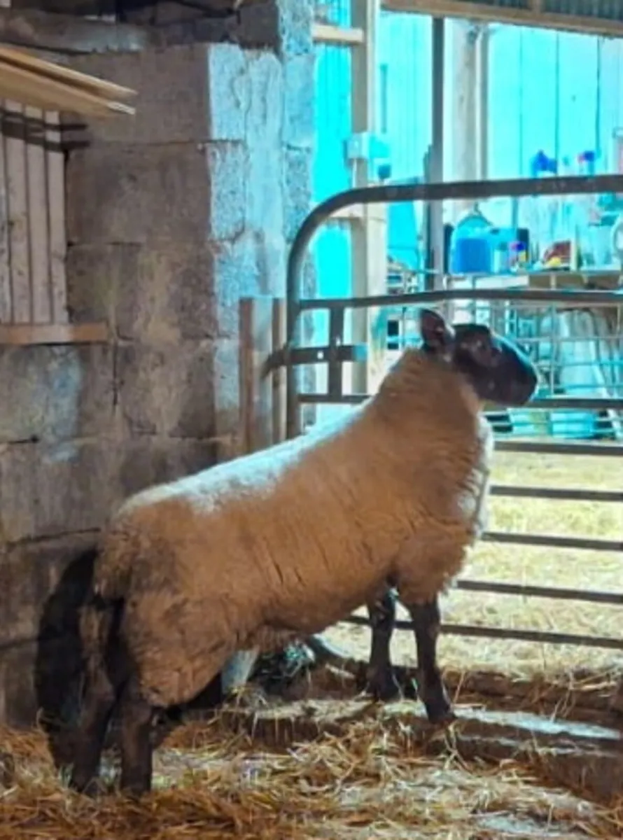 Suftex Ram Lamb - Image 1