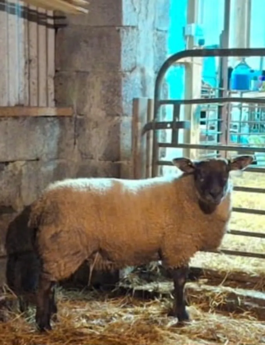 Suftex Ram Lamb - Image 2