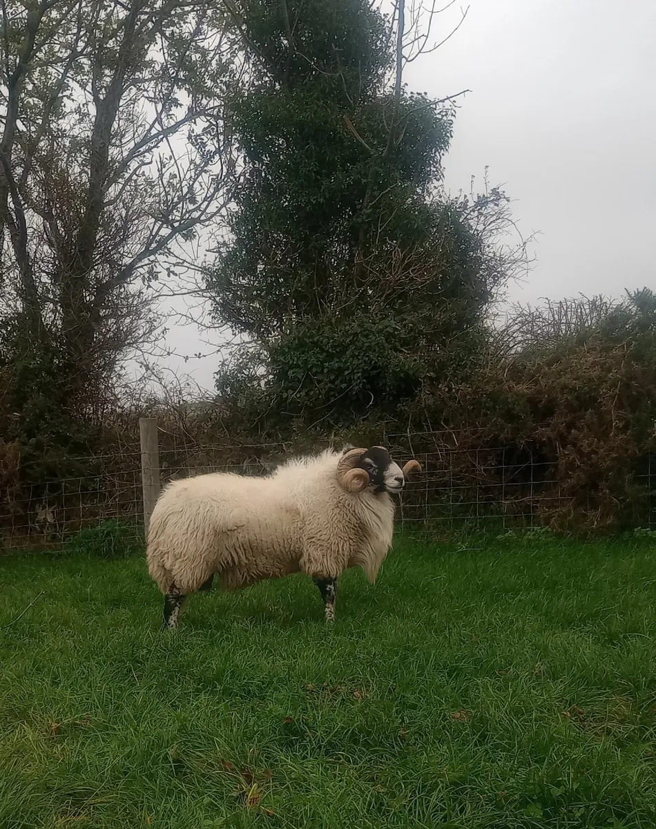 SIS rams - Image 2
