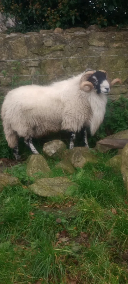 SIS rams - Image 3