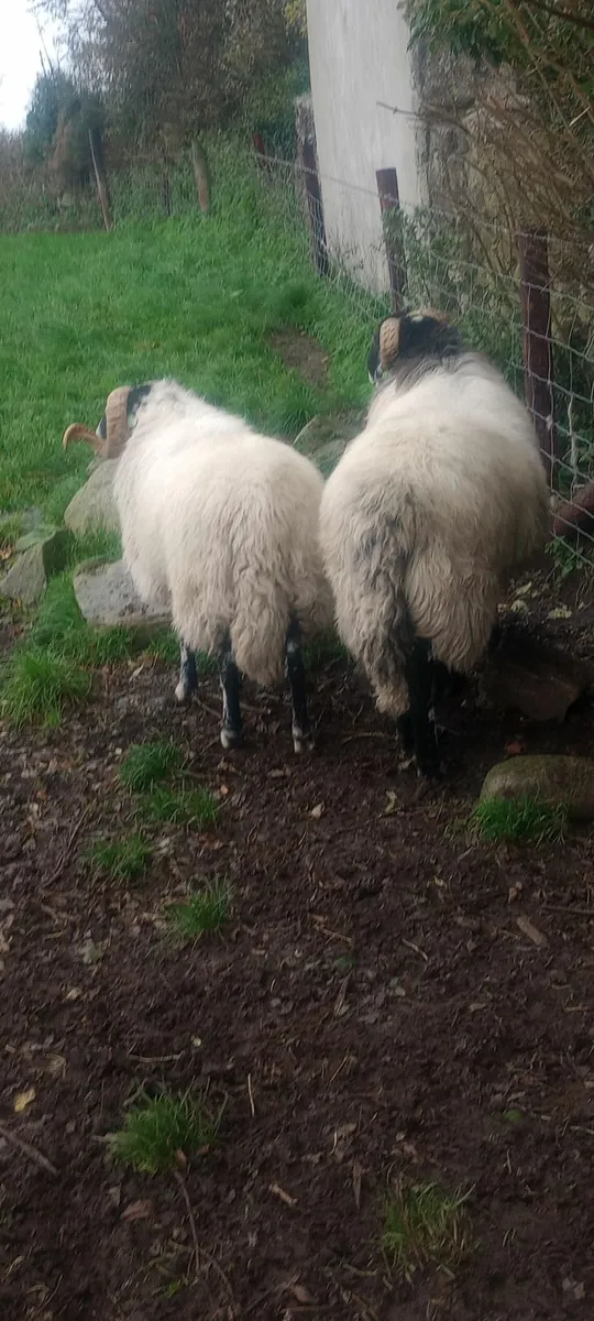 SIS rams - Image 4