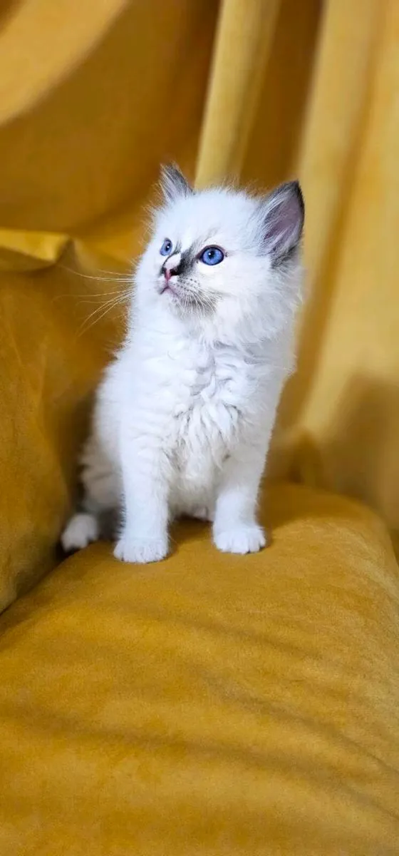 RAGDOLL KITTENS - Image 1