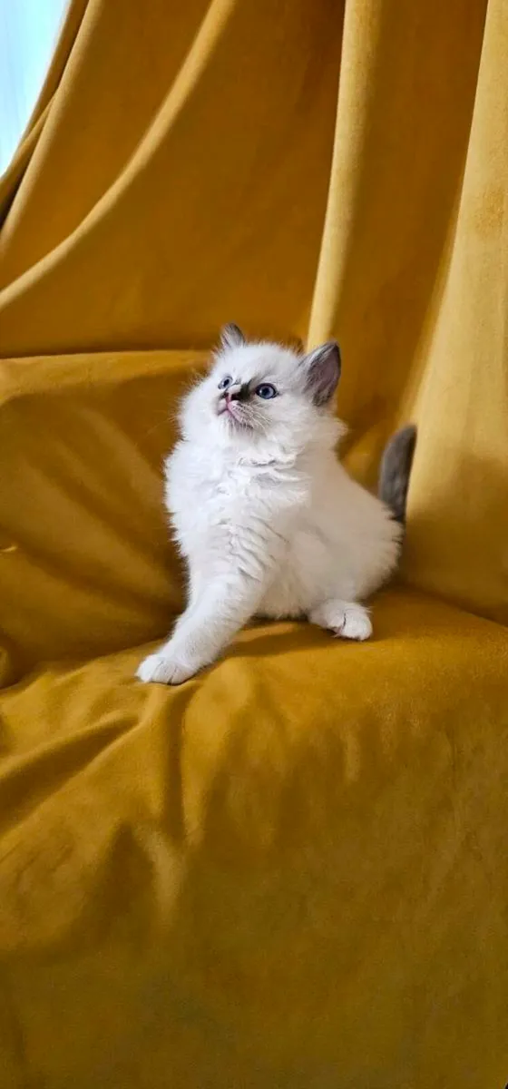 RAGDOLL KITTENS - Image 2