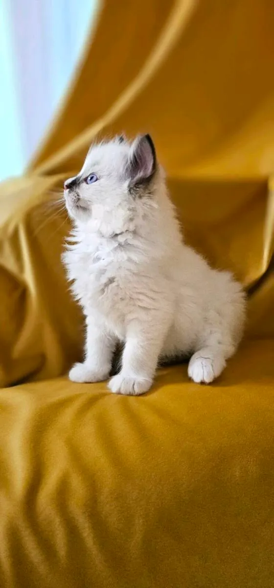 RAGDOLL KITTENS - Image 3