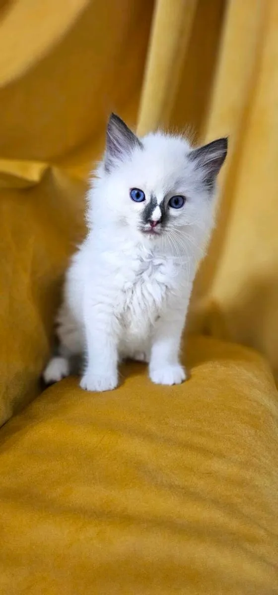 RAGDOLL KITTENS - Image 4