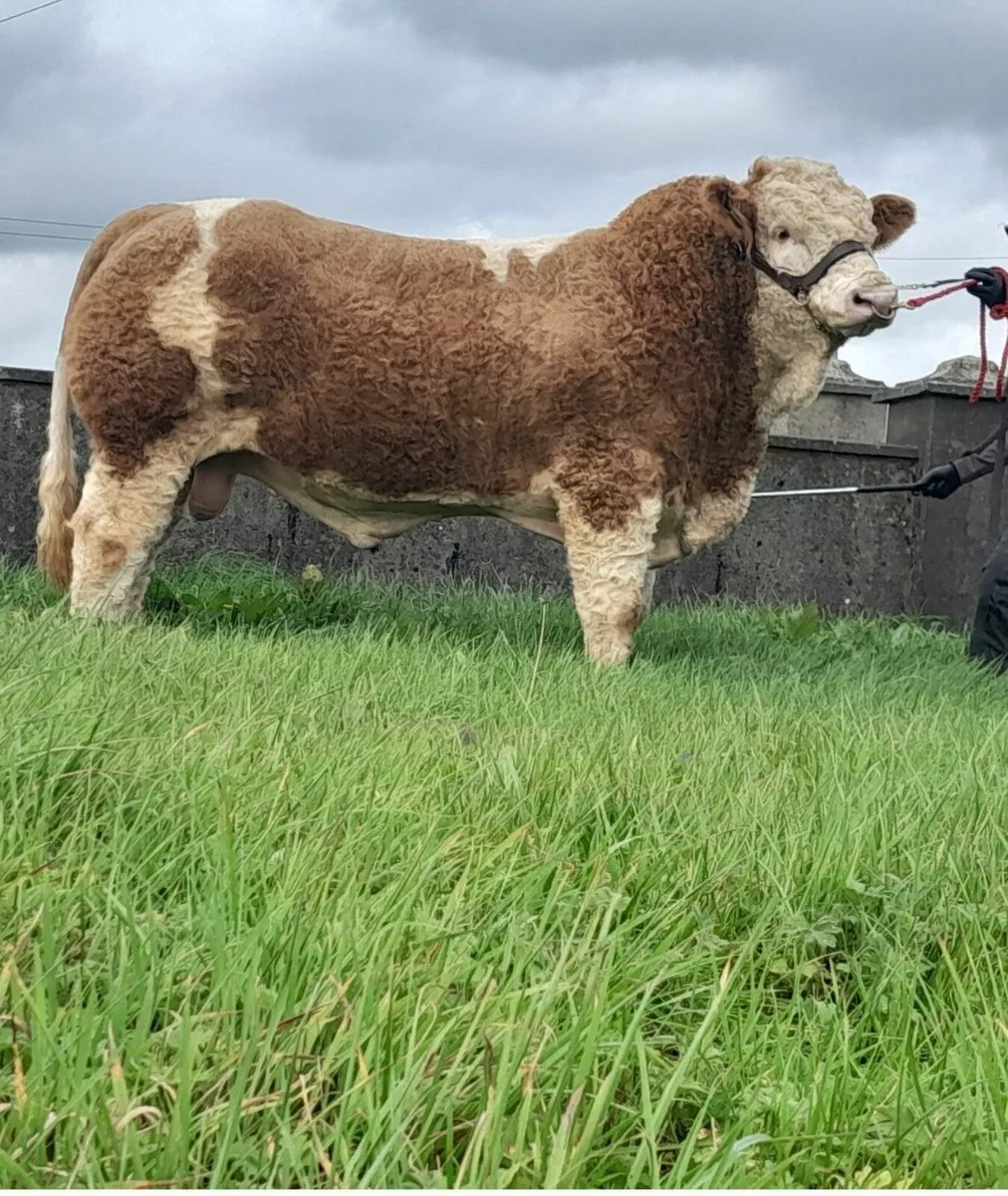 TOP CLASS PEDIGREE SIMMENTAL BULL - Image 1