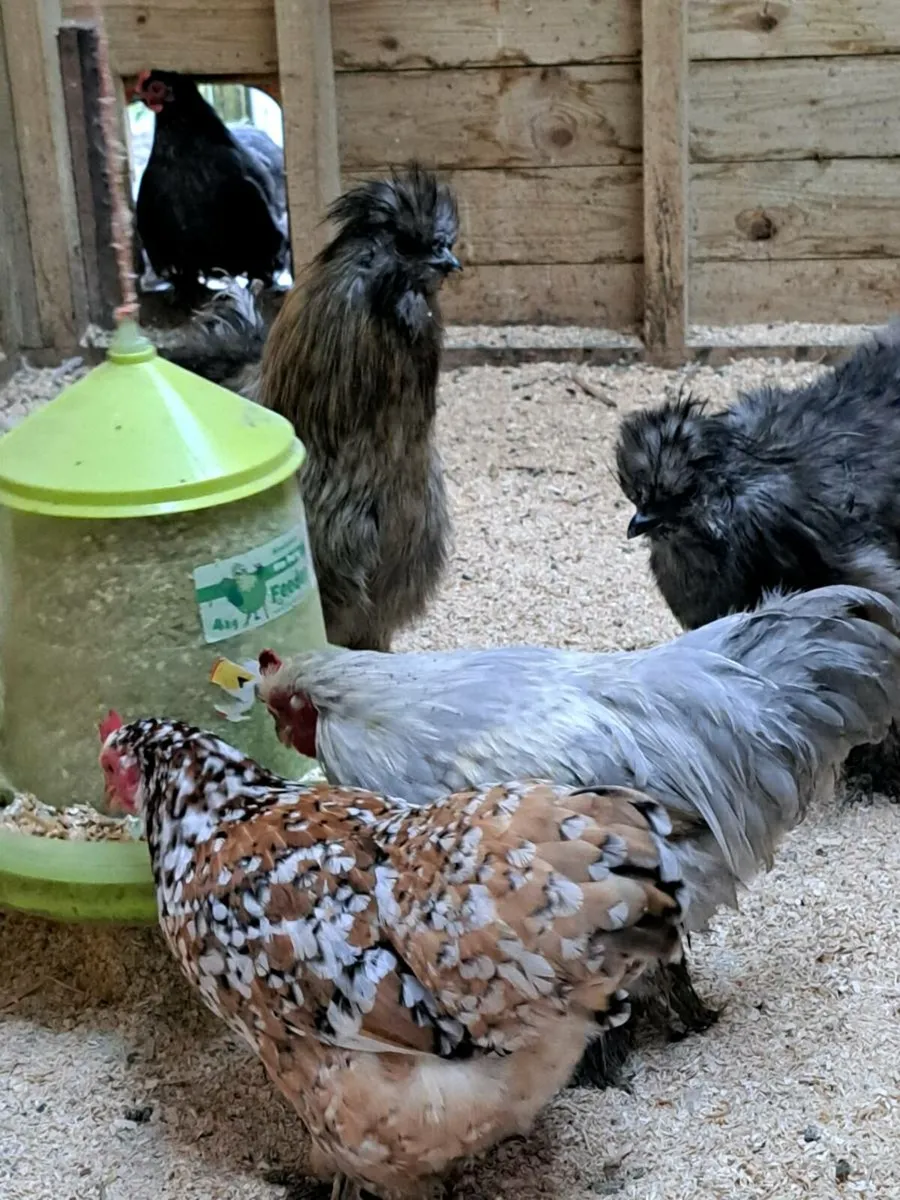 Call ducks/pekins/silkies - Image 1