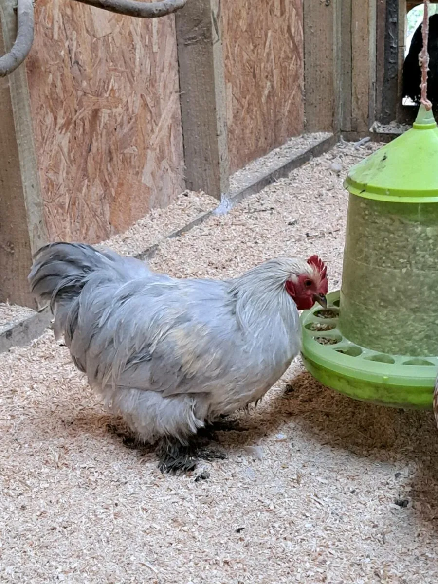 Call ducks/pekins/silkies - Image 2