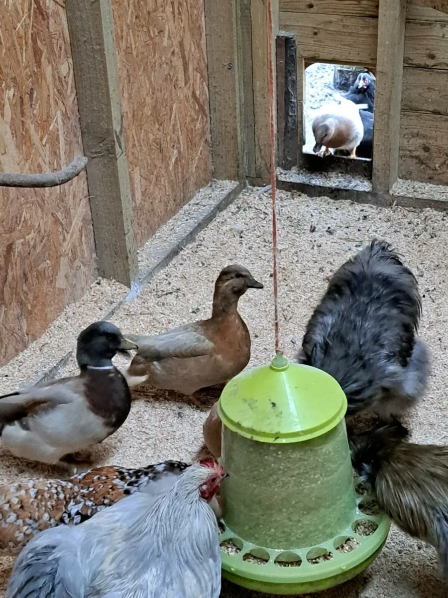 Call ducks/pekins/silkies - Image 3