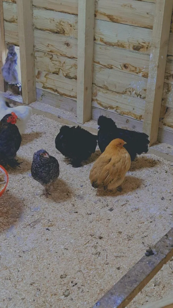 Call ducks/pekins/silkies - Image 4
