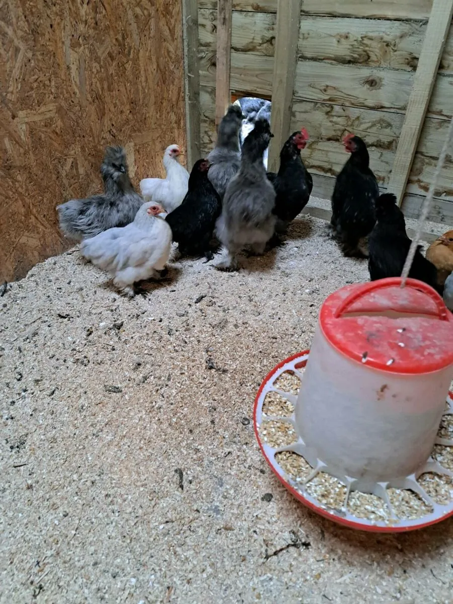 Pekins/Silkies/Pekin x silkie - Image 2