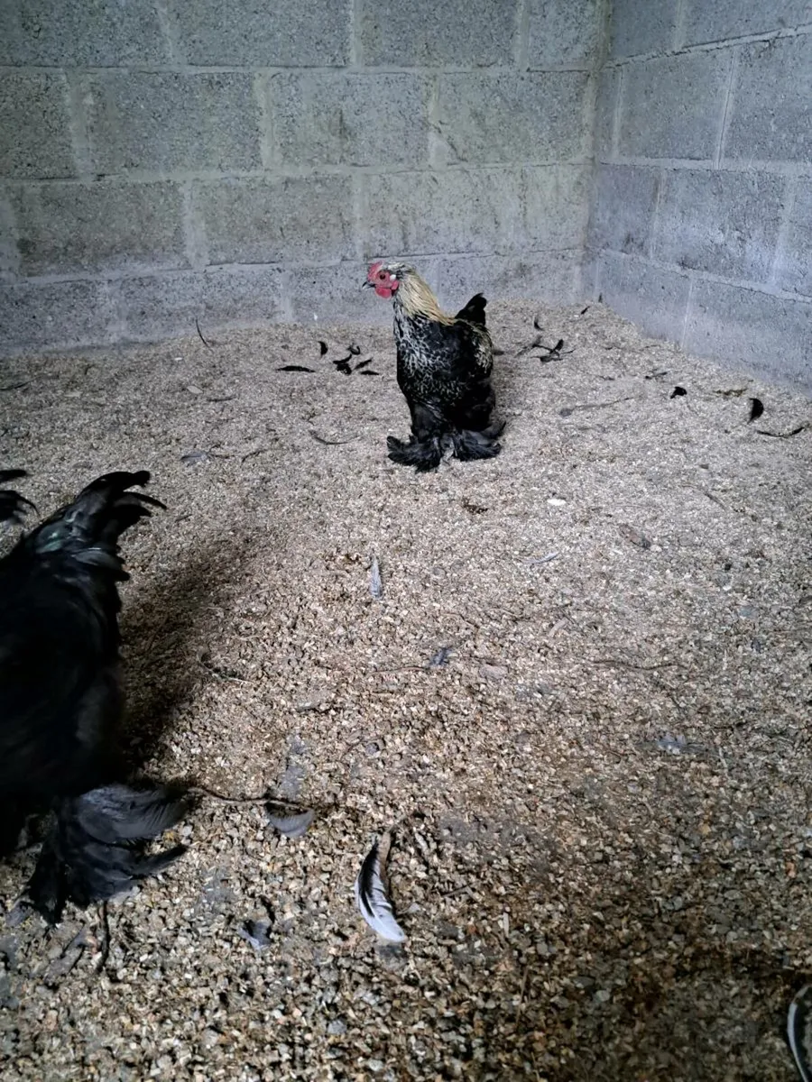 Pekins/Silkies/Pekin x silkie - Image 3