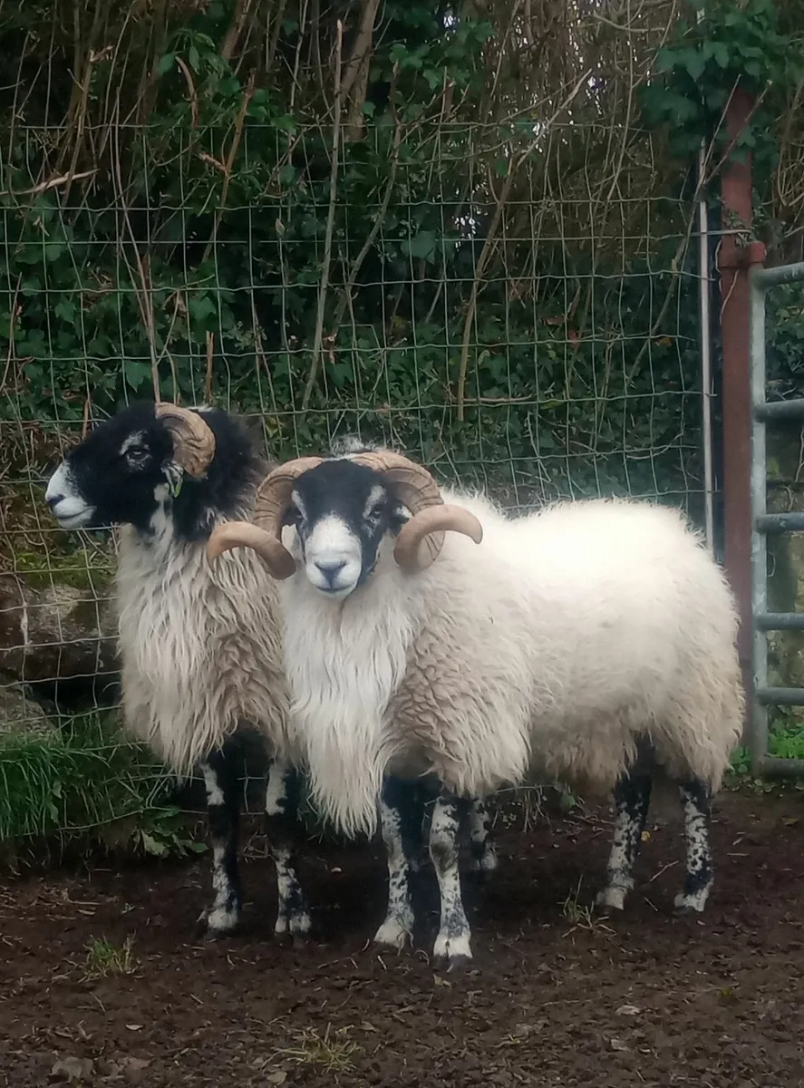 SIS rams - Image 1