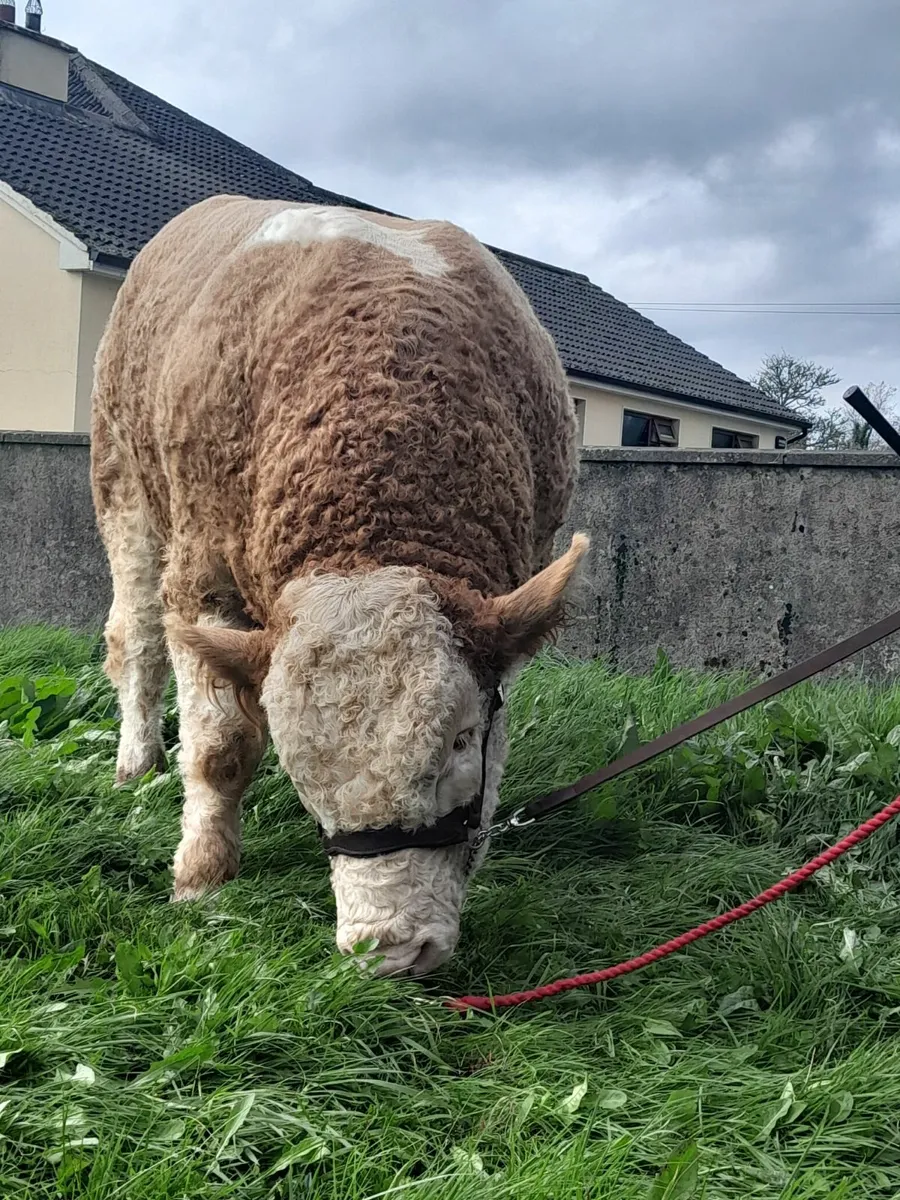 TOP CLASS PEDIGREE SIMMENTAL BULL - Image 2