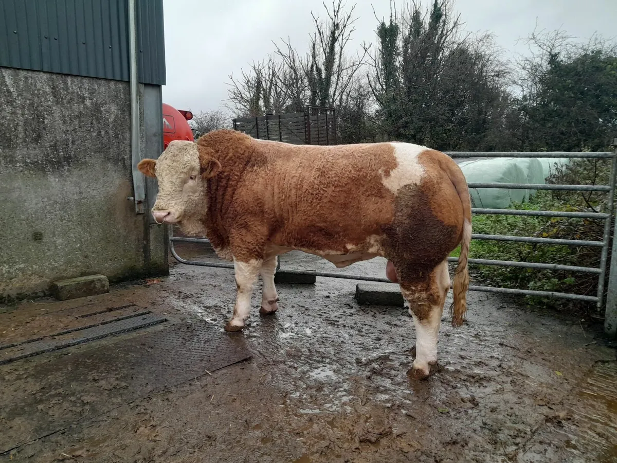 TOP CLASS PEDIGREE SIMMENTAL BULL - Image 3
