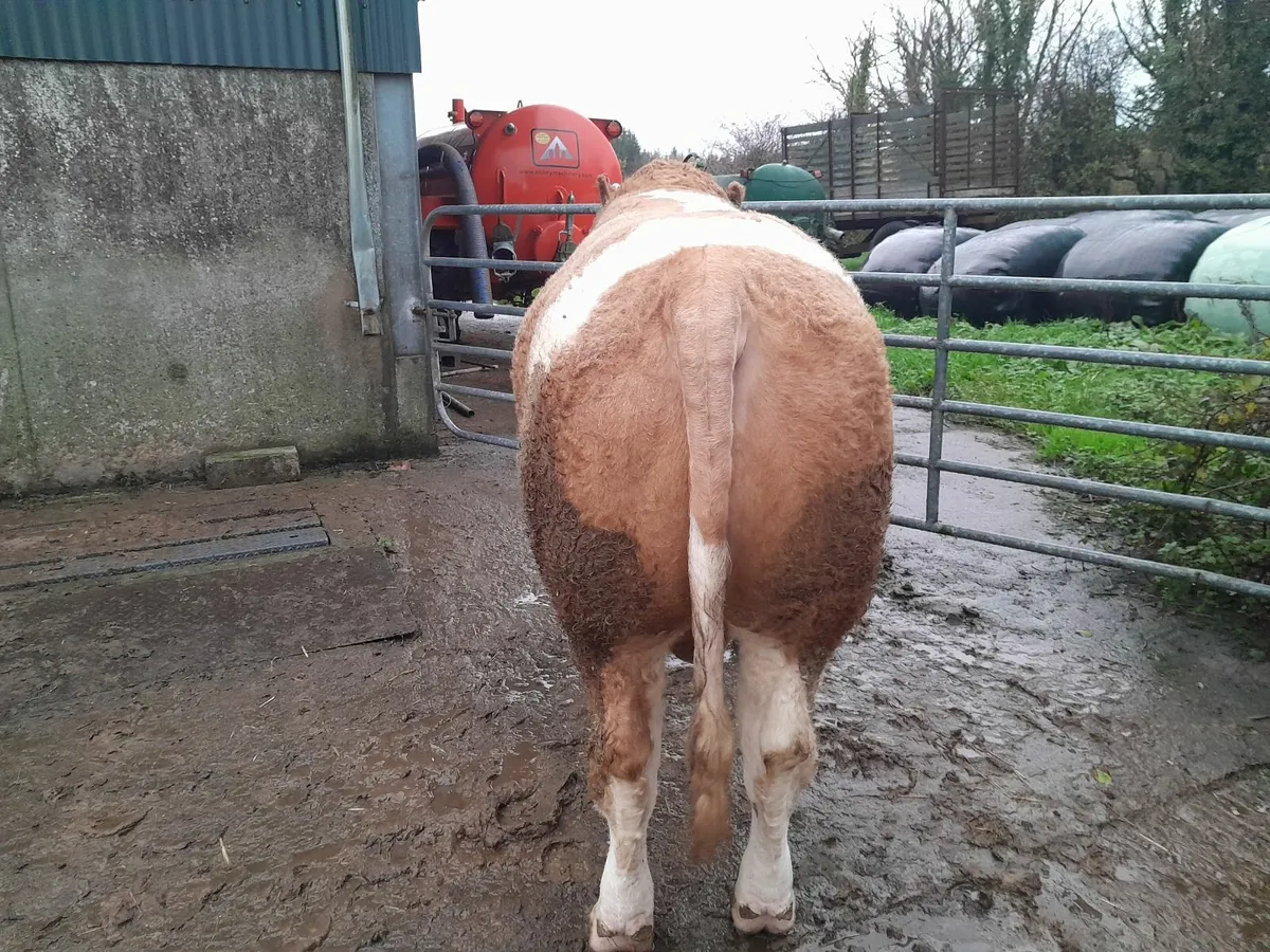 TOP CLASS PEDIGREE SIMMENTAL BULL - Image 4