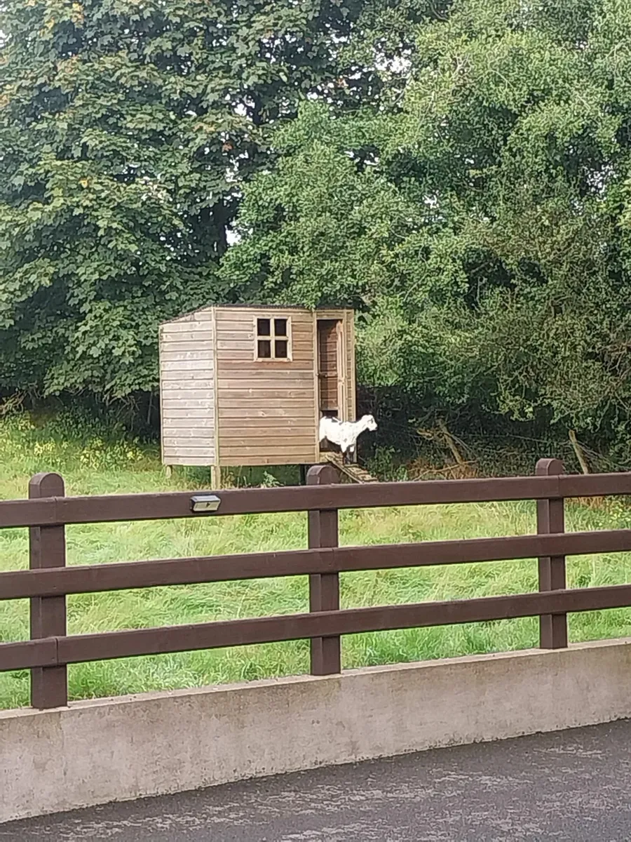Pygmy Goats - Image 1