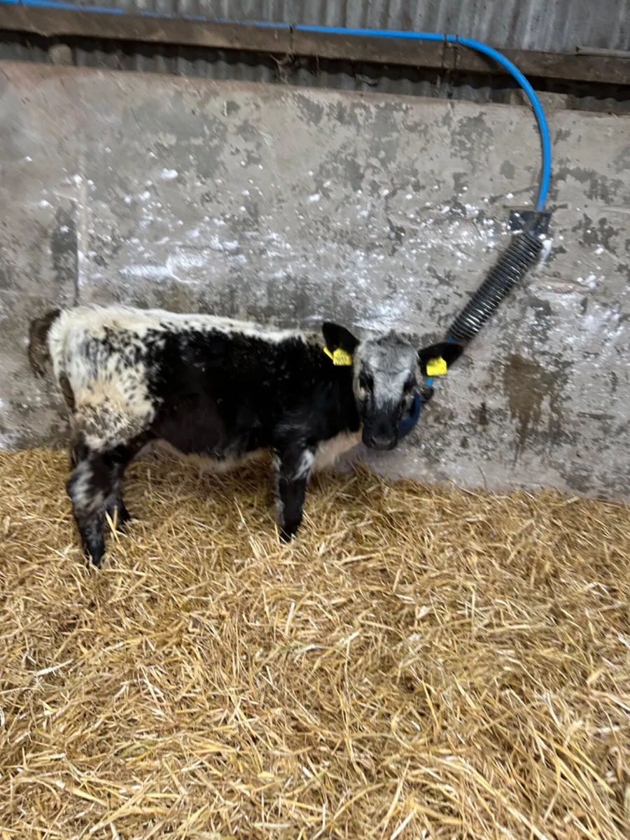 Speckle park heifer - Image 3