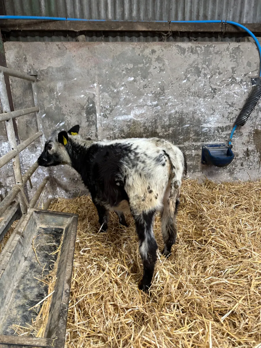 Speckle park heifer - Image 1
